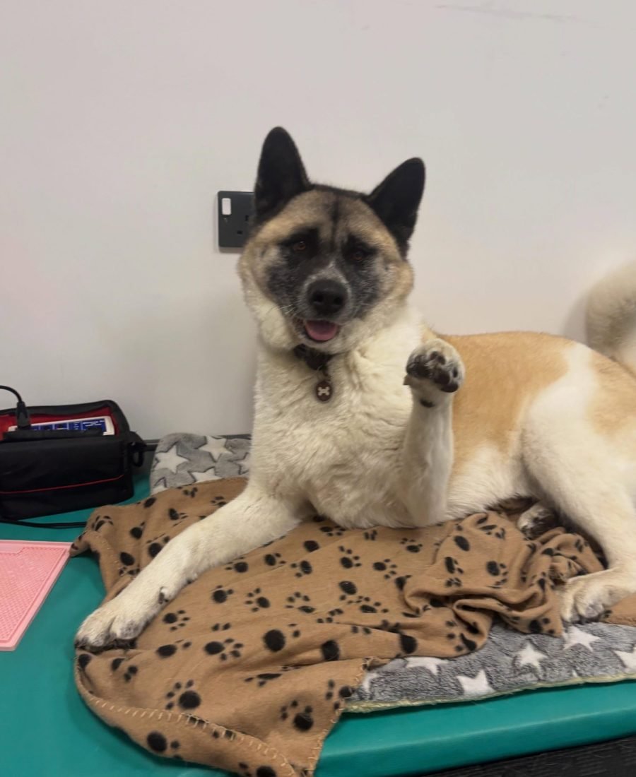 An Akita lying on a treatment mat