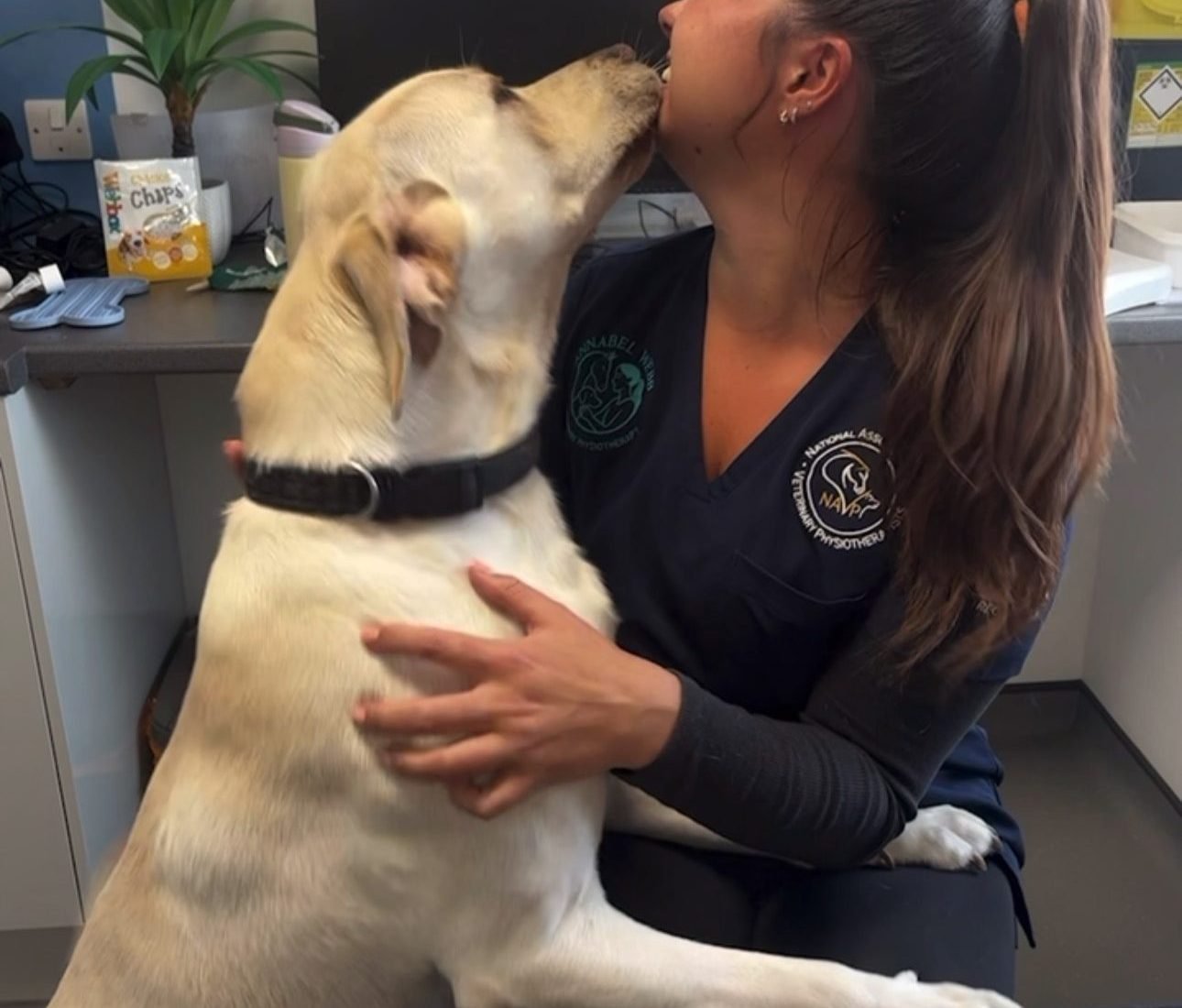 Benson the Labrador greeting Annabel at Rackheath Vets