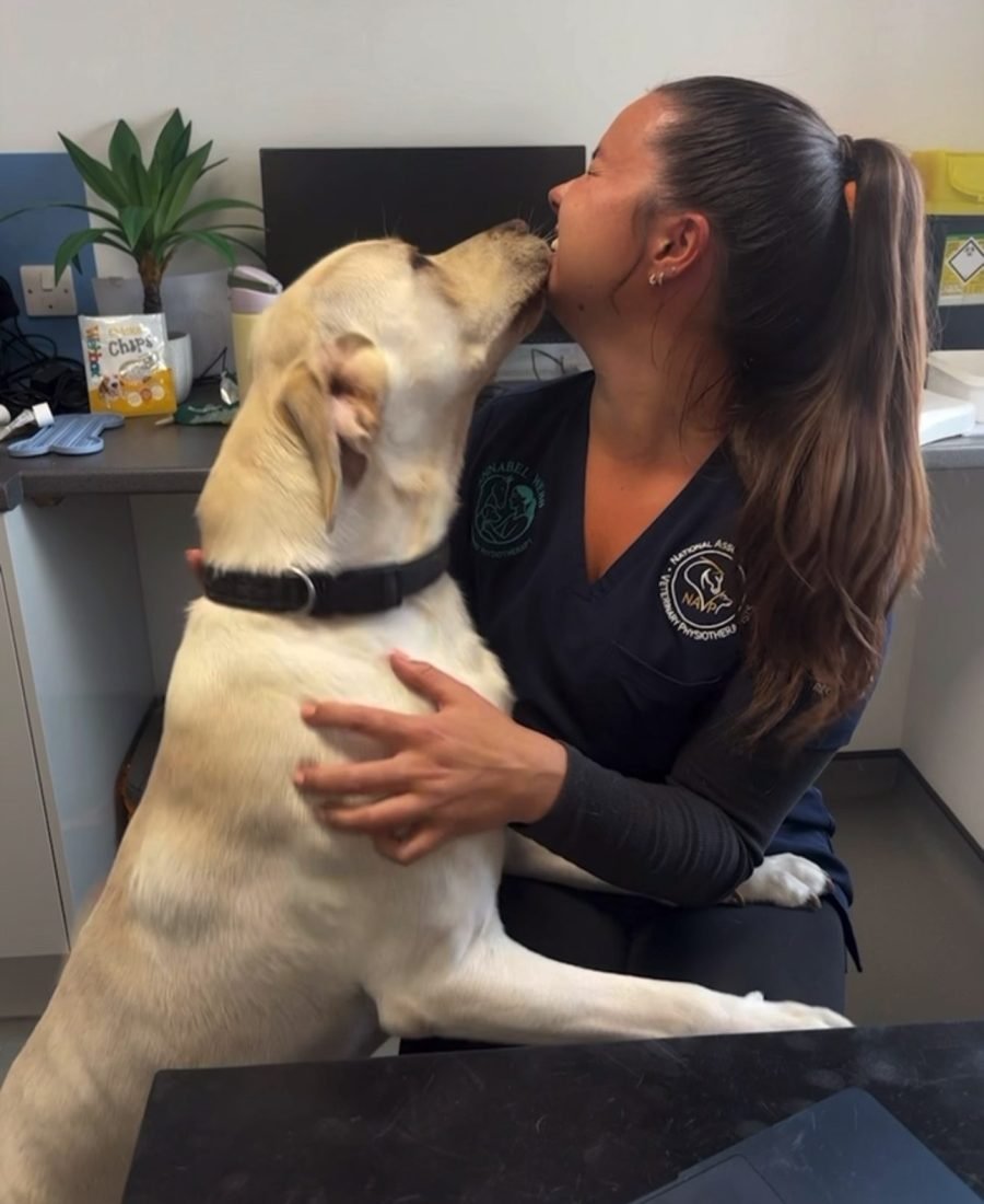 Benson the Labrador greeting Annabel at Rackheath Vets