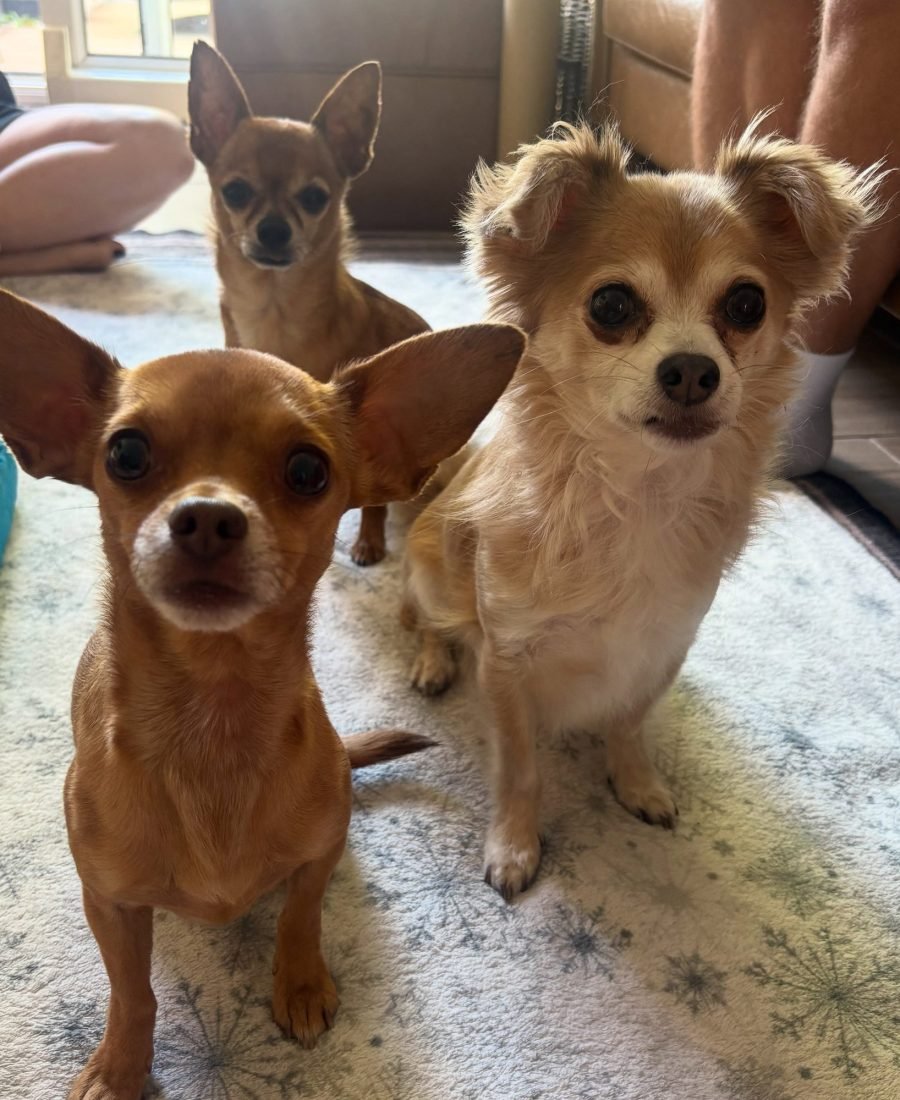 Three Chihuahuas waiting for their turn