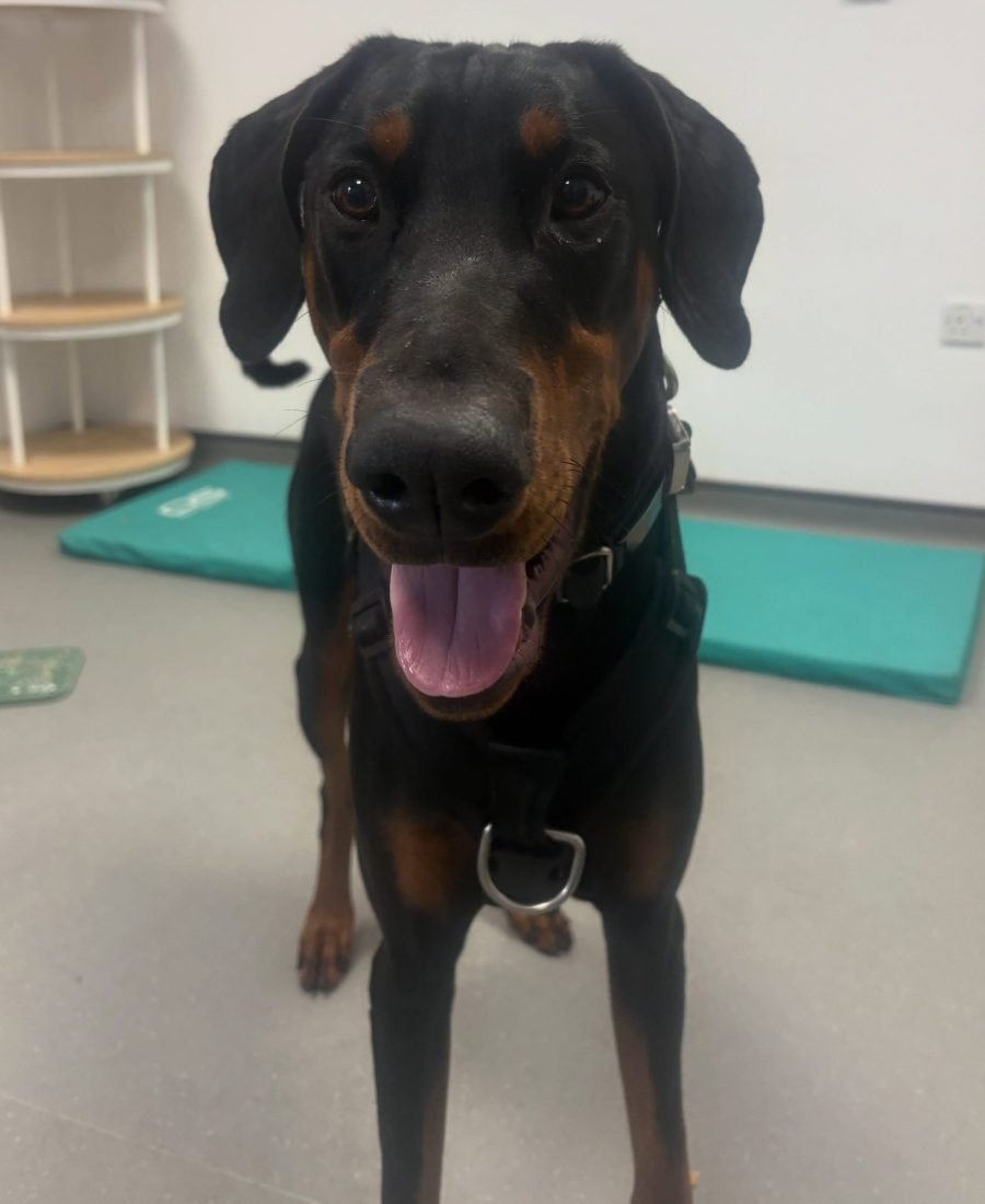 A Dobermann on the treatment mats in the clinic room