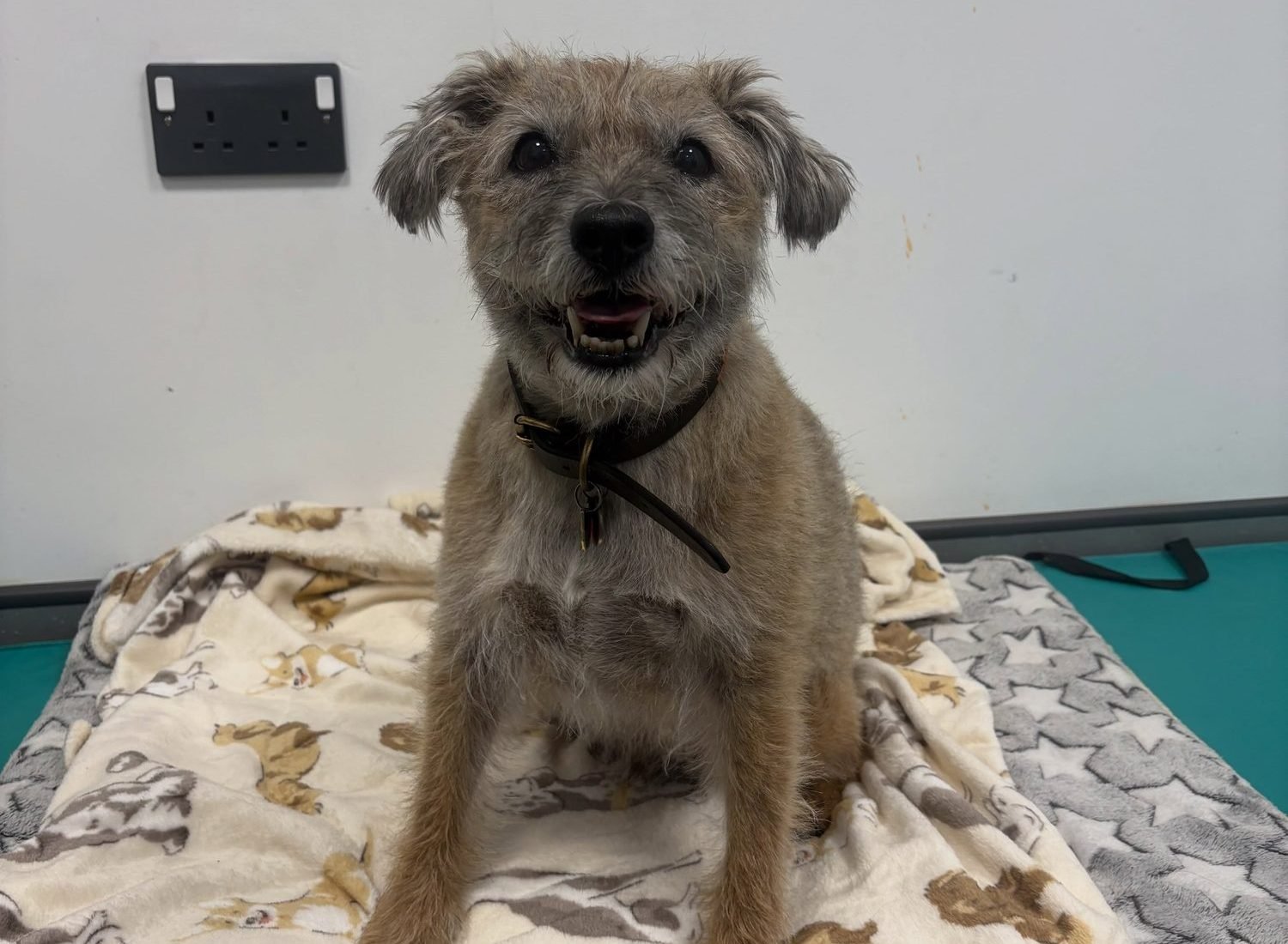 Comet the terrier on a soft blanket at his first assessment