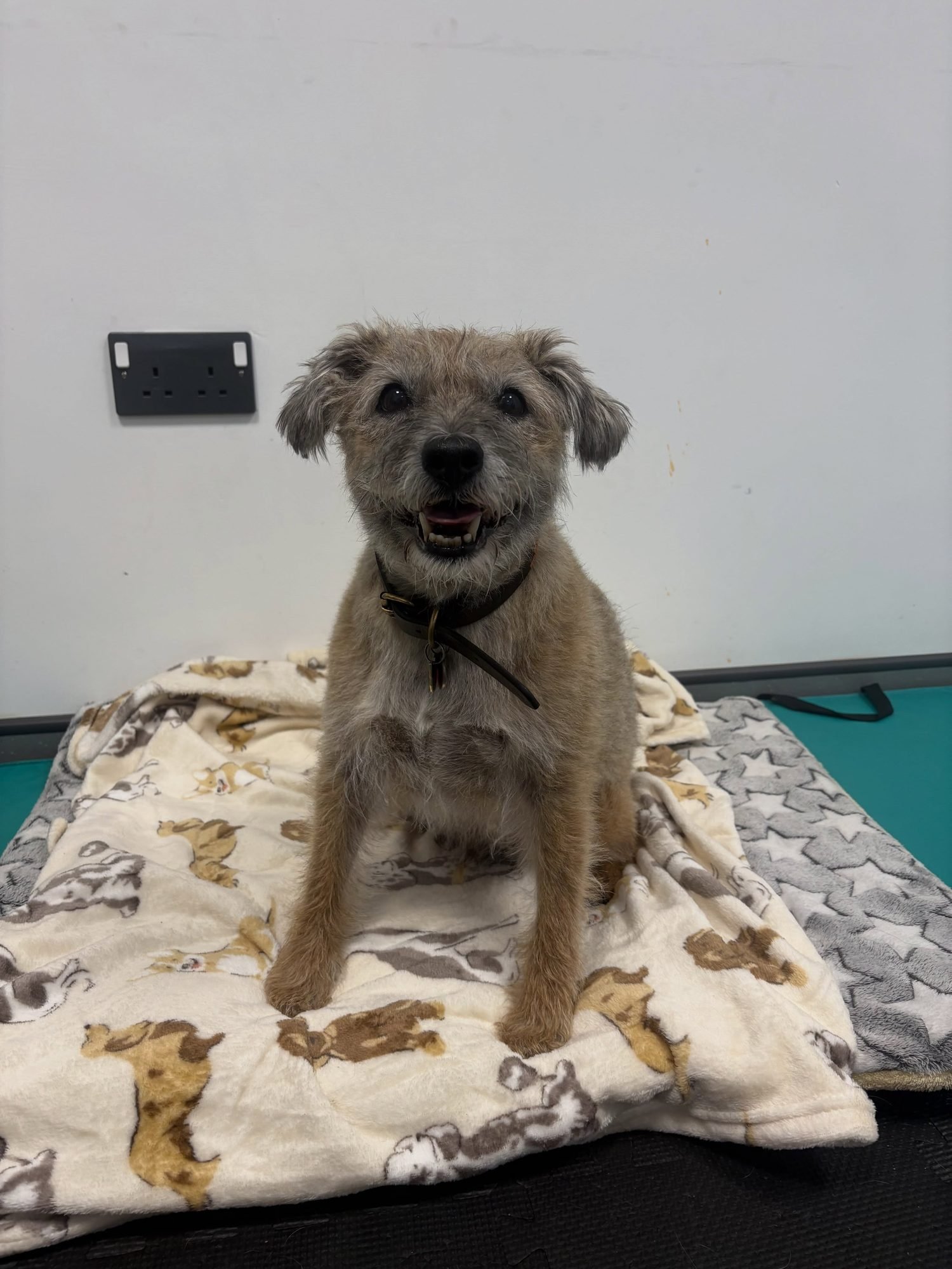Comet the terrier on a soft blanket at his first assessment