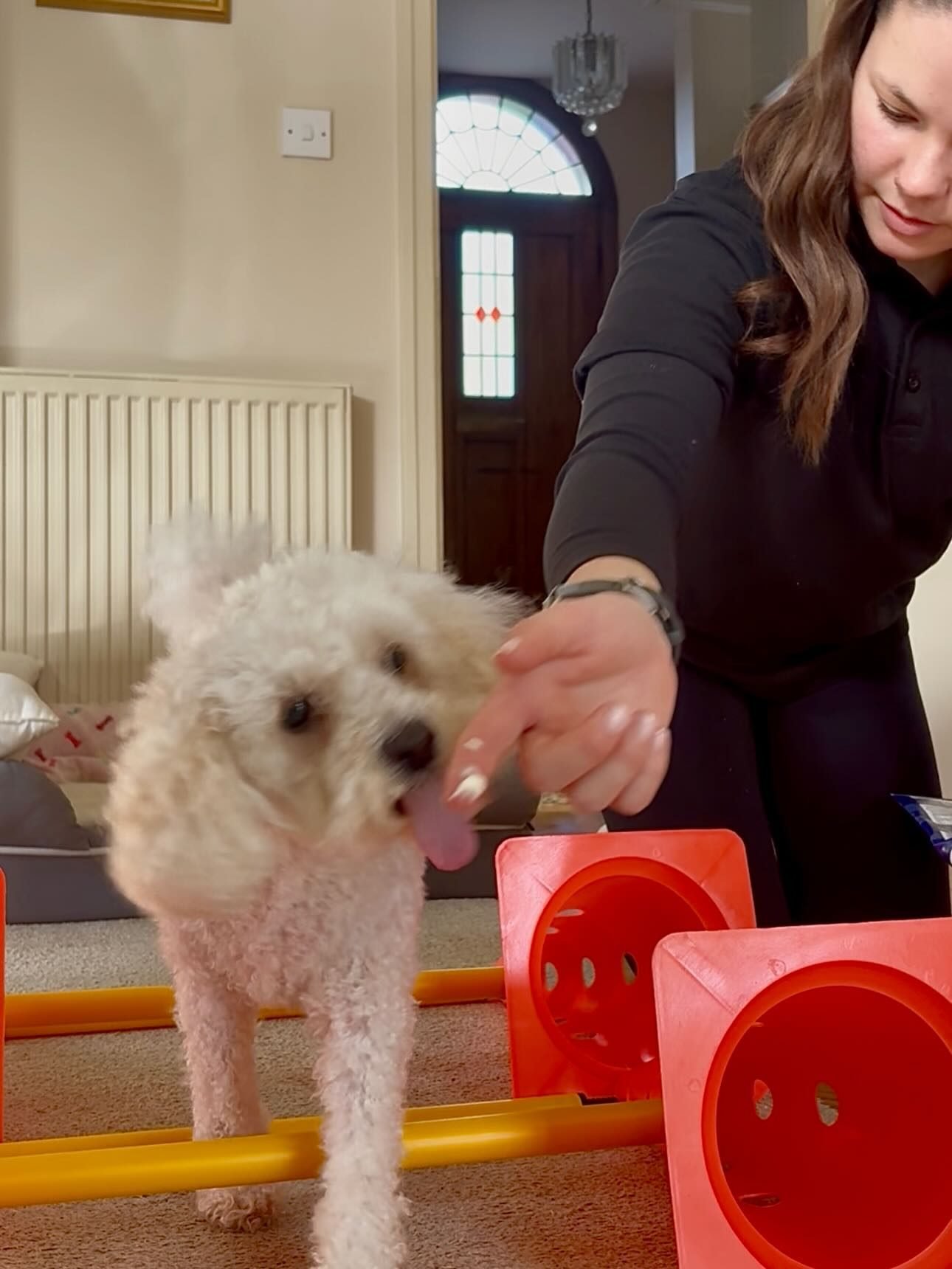 A small poodle stepping over poles during exercise therapy
