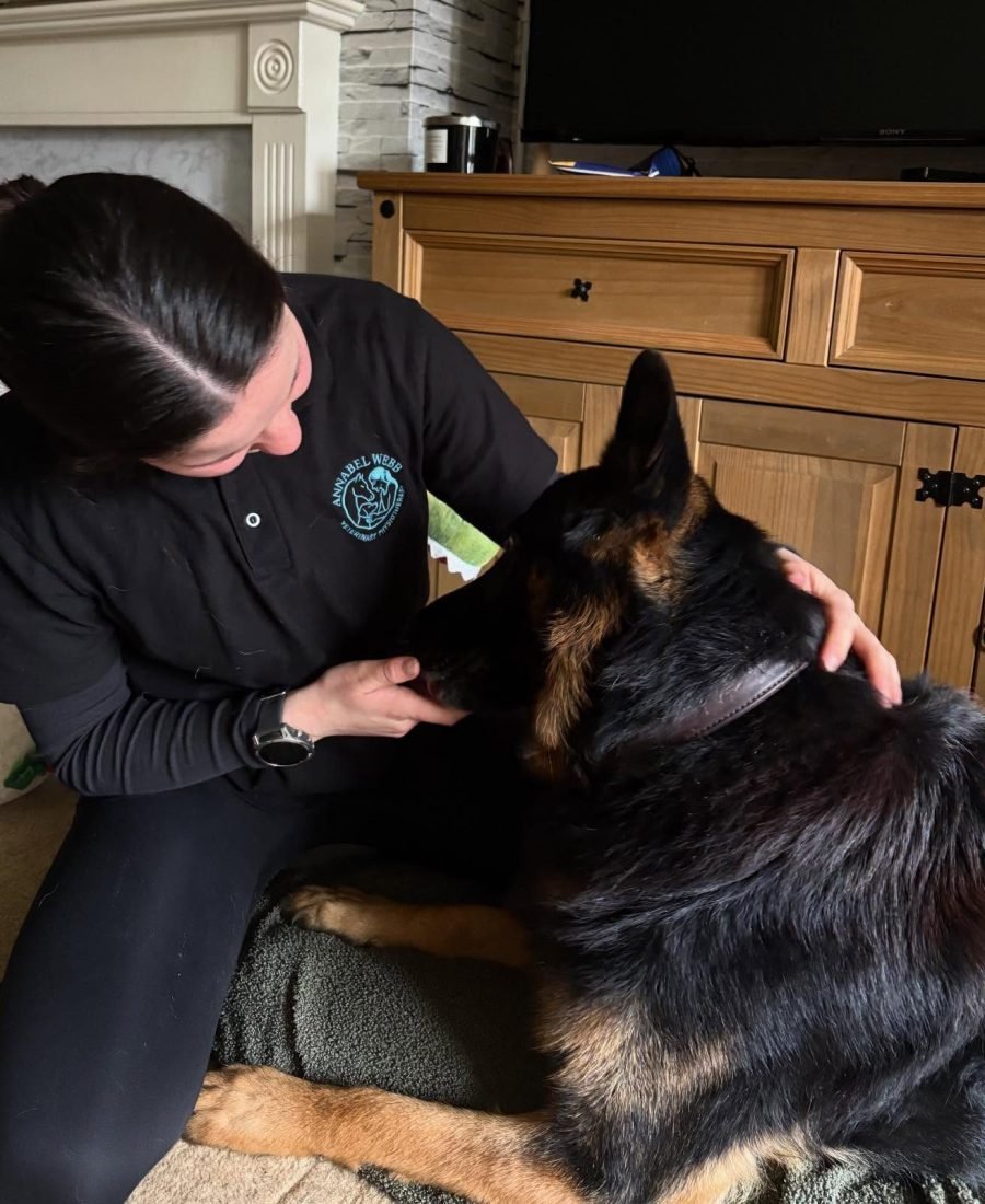 Annabel treating a German Shepherd at home