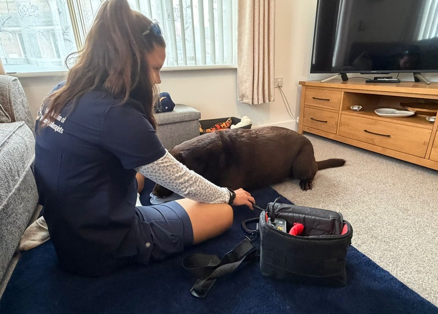 A home visit, with a chocolate Labrador relaxing on the rug