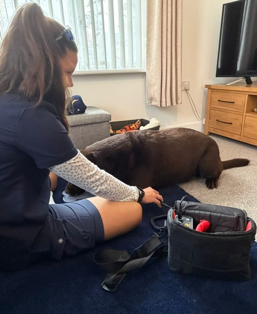 A home visit, with a chocolate Labrador relaxing on the rug