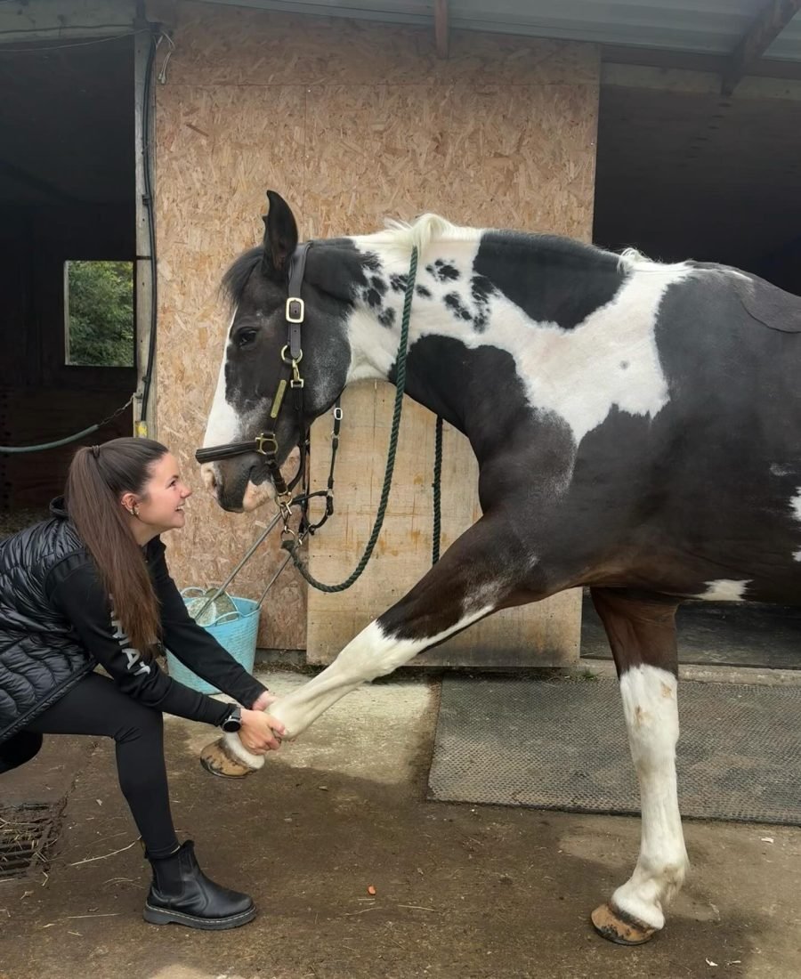 Foreleg stretch for a piebald pony in the stable