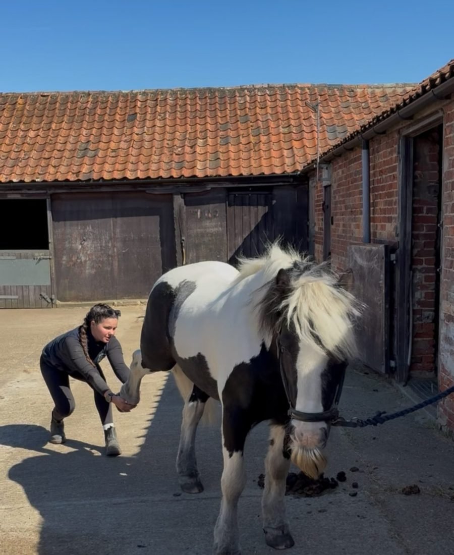 Foreleg stretch for a piebald pony outside the stables