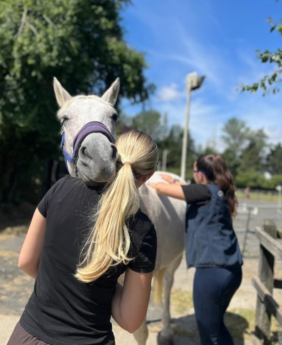 Hands-on treatment for a grey pony