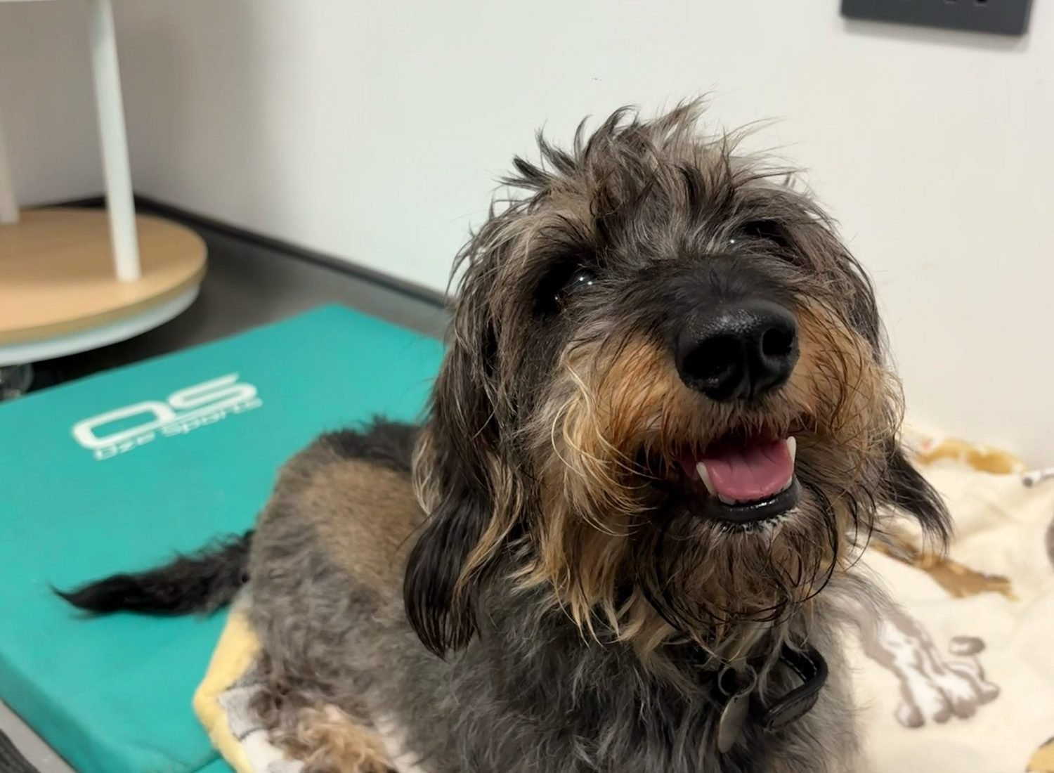 Hugo the dachshund resting on a treatment mat