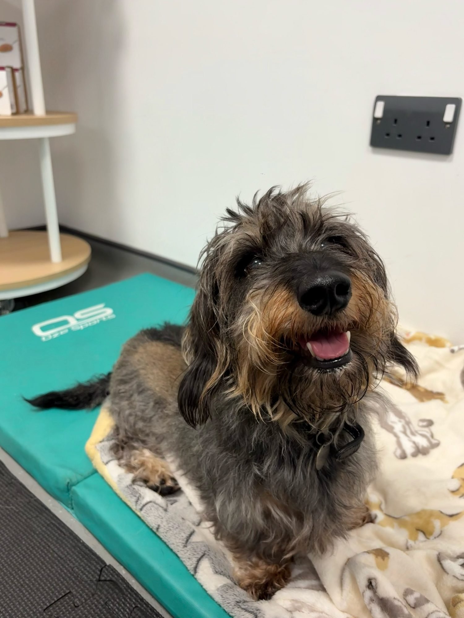 Hugo the dachshund resting on a treatment mat