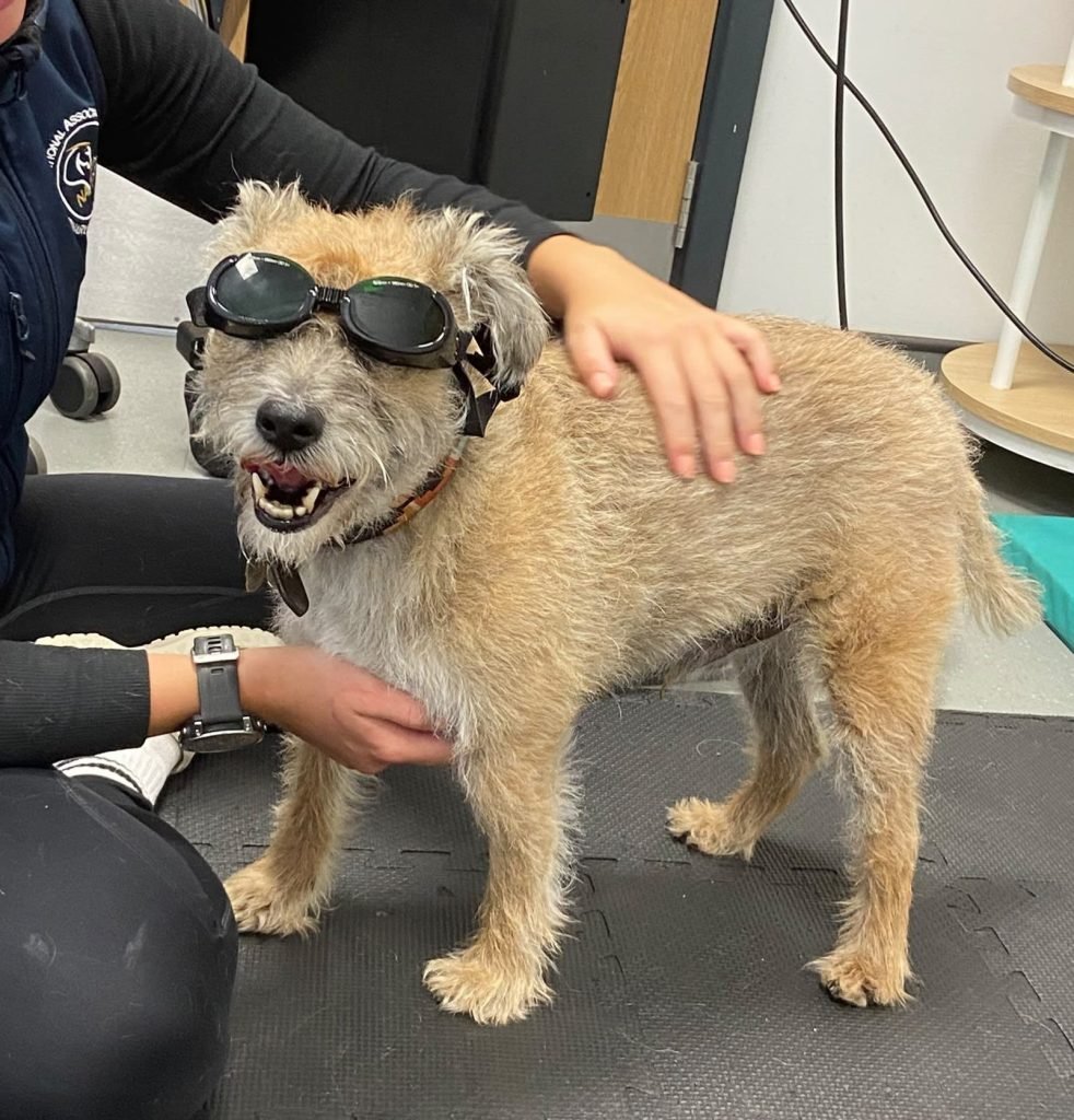 Comet the terrier wearing protective goggles for laser therapy