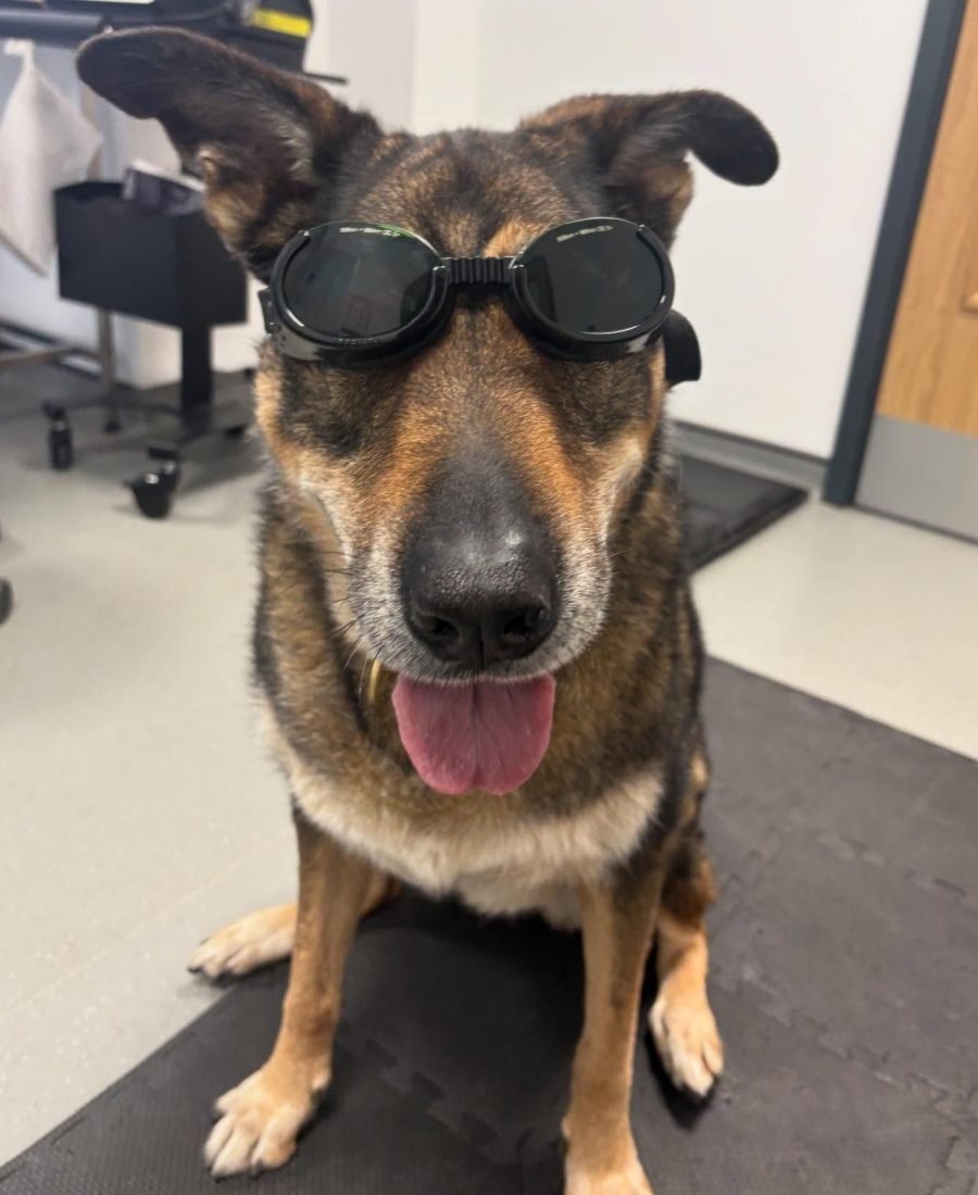 A German Shepherd wearing protective goggles for laser therapy