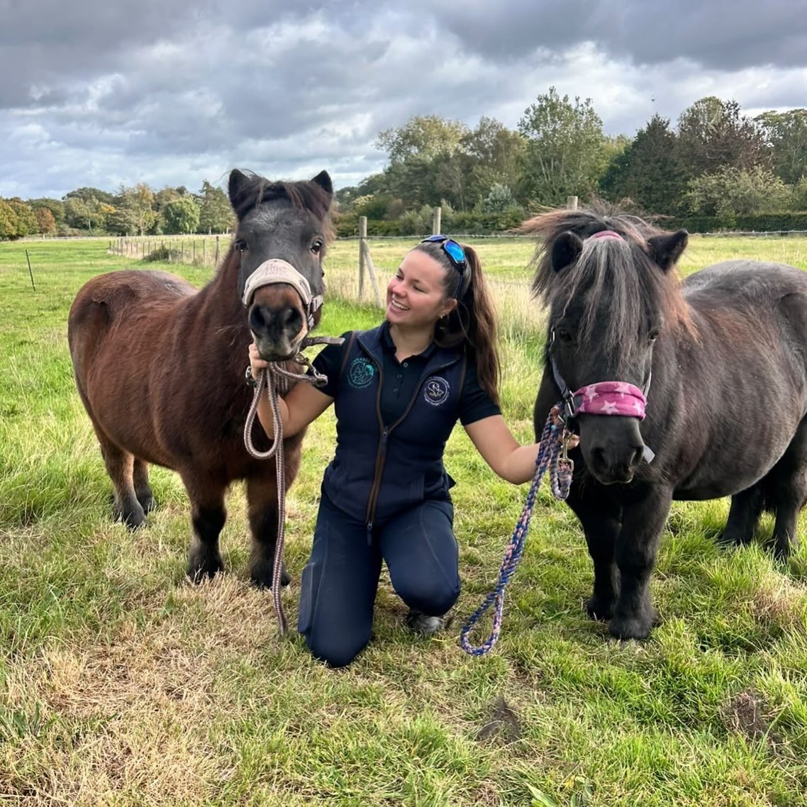 Annabel kneeling between two Shetland ponies in a field